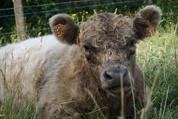 Animaux