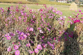 fleurs