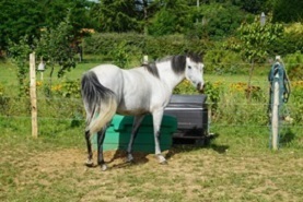 grisette