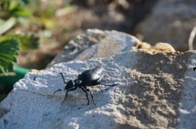 insecte