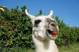 lama
