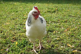 poule
