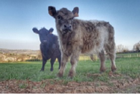 vaches