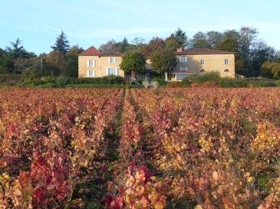 La vigne